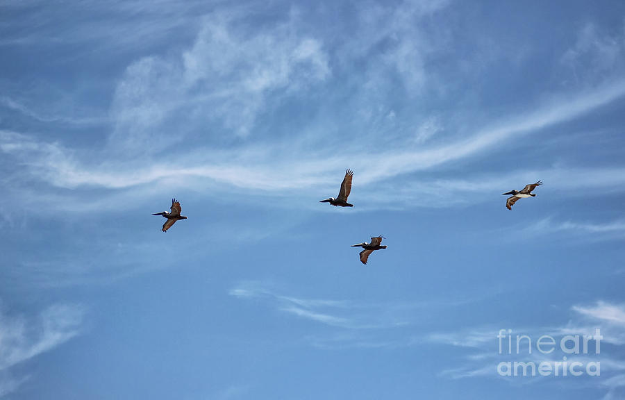 Florida Flight Formation - Pelicans Photograph by Karen Adams
