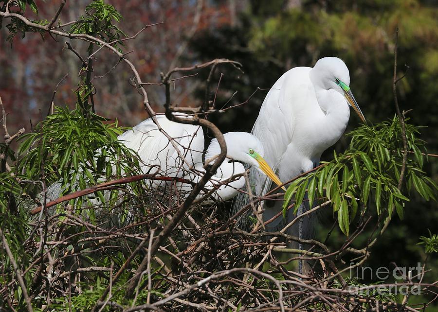 Florida Great Egrets on Nest Photograph by Carol Groenen