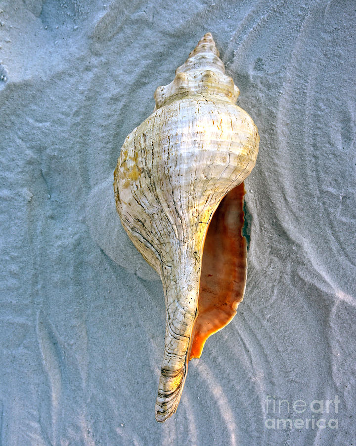 Florida Horse Conch Photograph by Catherine Sherman