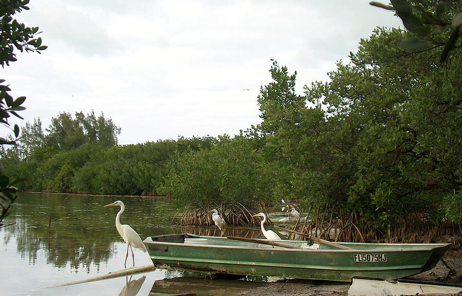 Florida Keys Statuesque Egrets and Boat Photograph by Leslie Struxness