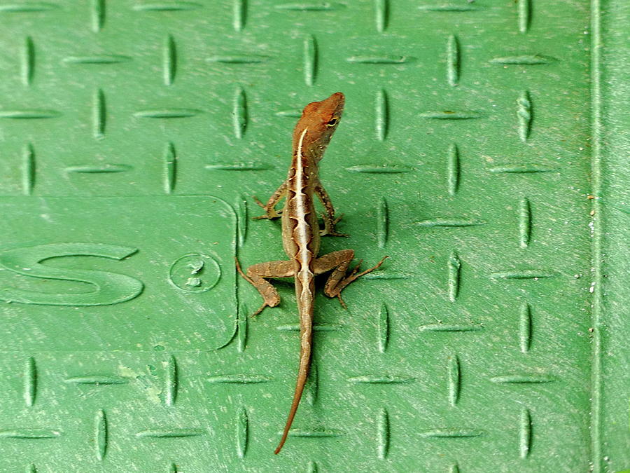 Florida lizard on a Green Background Photograph by Lyuba Filatova