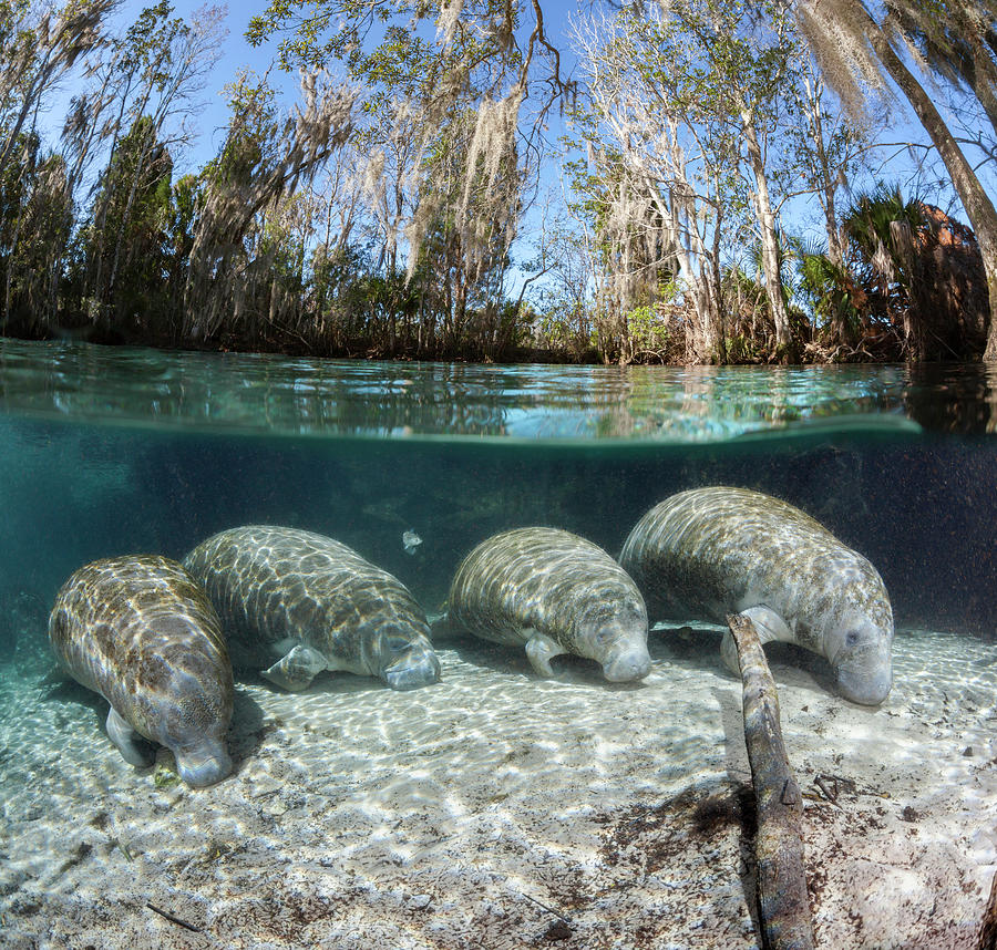 Florida Manatee, Four Resting On Sandy River Bed. Split Photograph by David Fleetham / Naturepl.com Florida Manatee, Four Resting On Sandy River Bed. Split Photograph by David Fleetham / Naturepl.com