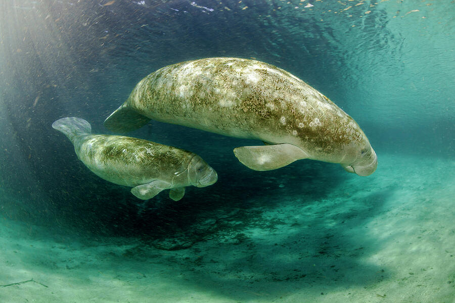 Florida Manatee Mother And Calf Endangered. Three Sisters Photograph by David Fleetham / Naturepl.com Florida Manatee Mother And Calf Endangered. Three Sisters Photograph by David Fleetham / Naturepl.com