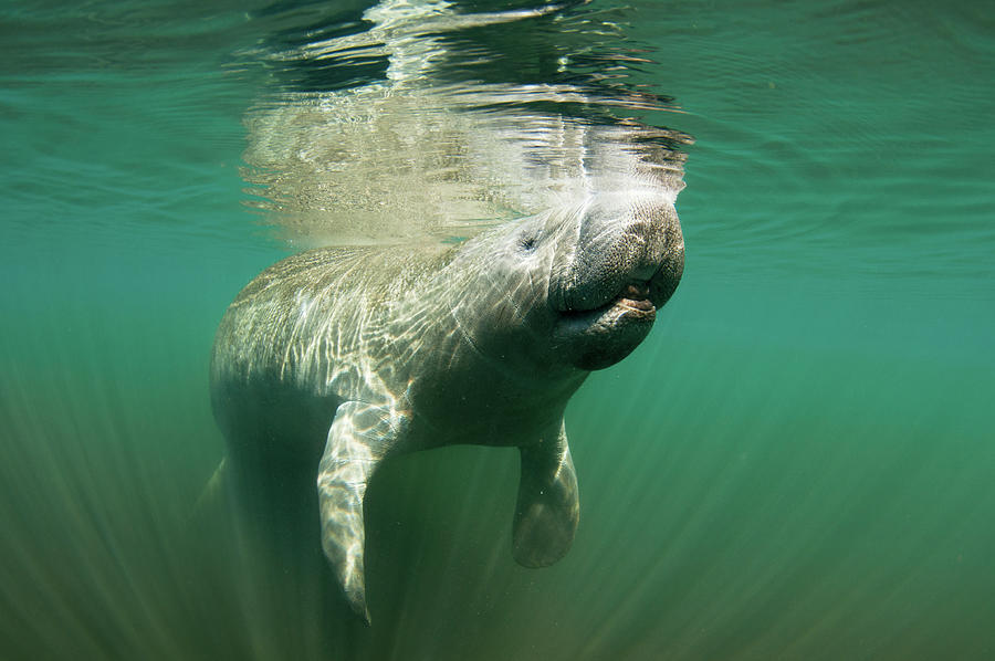 Wildlife Photograph - Florida Manatee Underwater, Homosassa Springs, Florida by Shane Gross / Naturepl.com