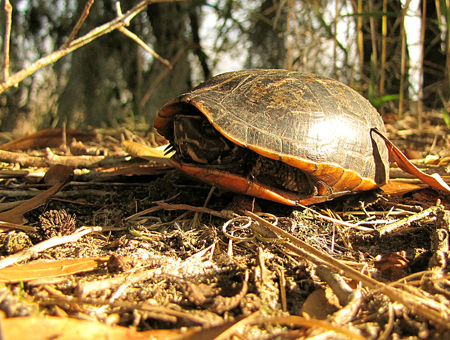 Florida Mud Turtle  Photograph by Christopher Mercer