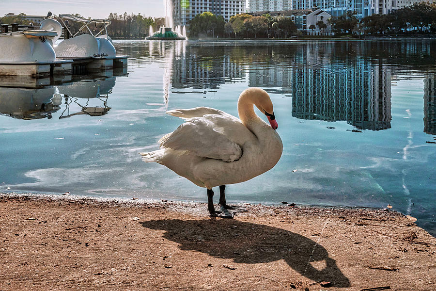 Florida, Orlando, Lake Eola And Downtown Views With Swan Digital Art by Claudia Uripos