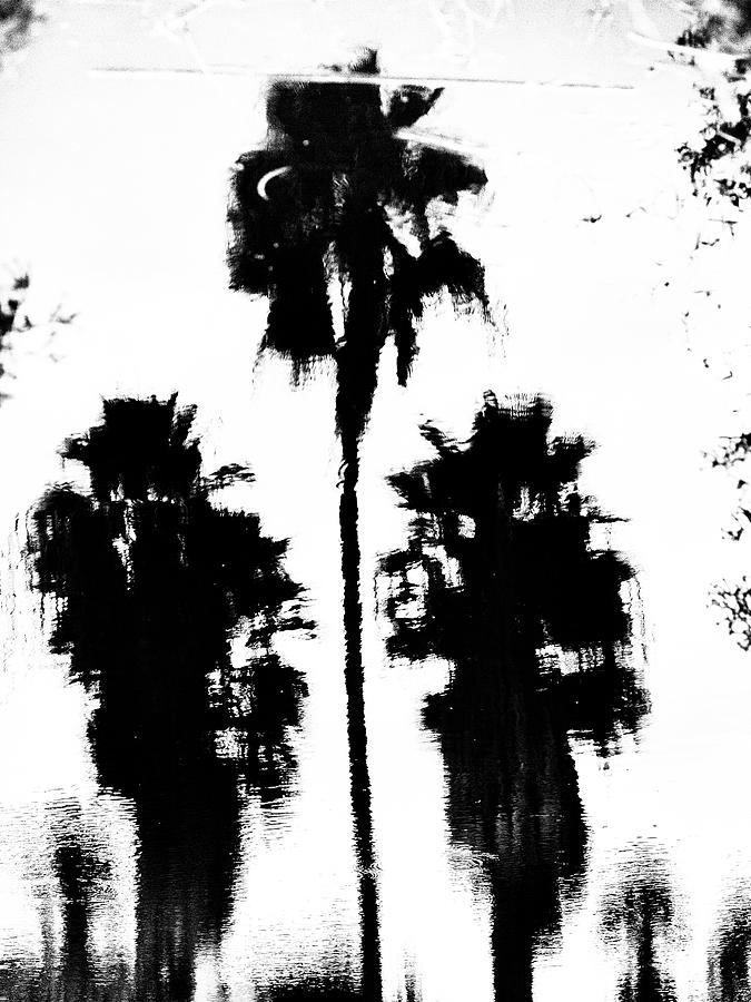 Florida Palm 1 Photograph