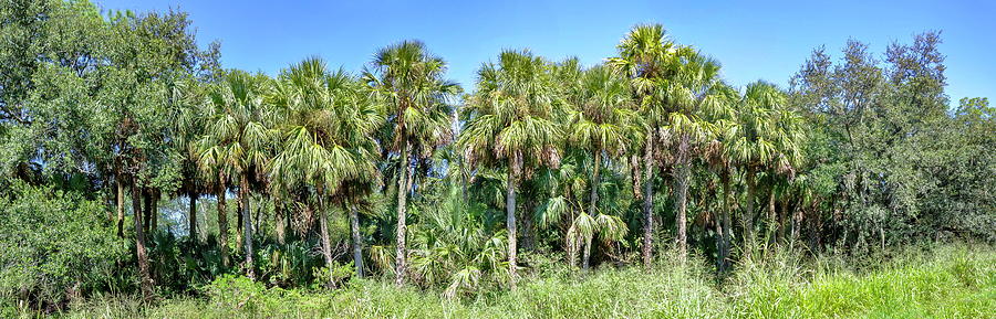 Florida palm and pines by Gene Bollig Florida palm and pines by Gene Bollig