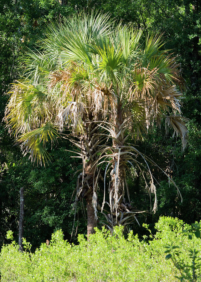 Florida Palm Composition Photograph by Margaret Zabor