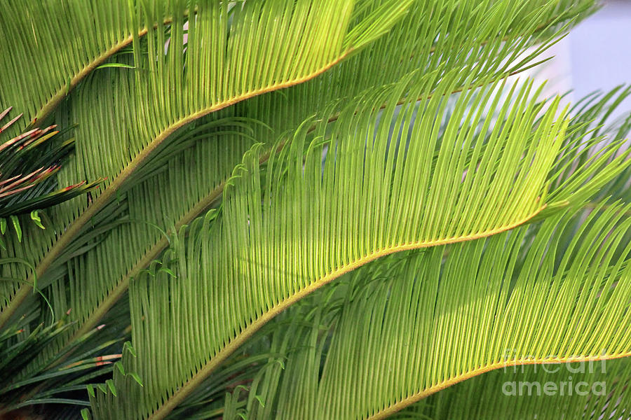 Florida Palm Feathers Photograph by Karen Adams