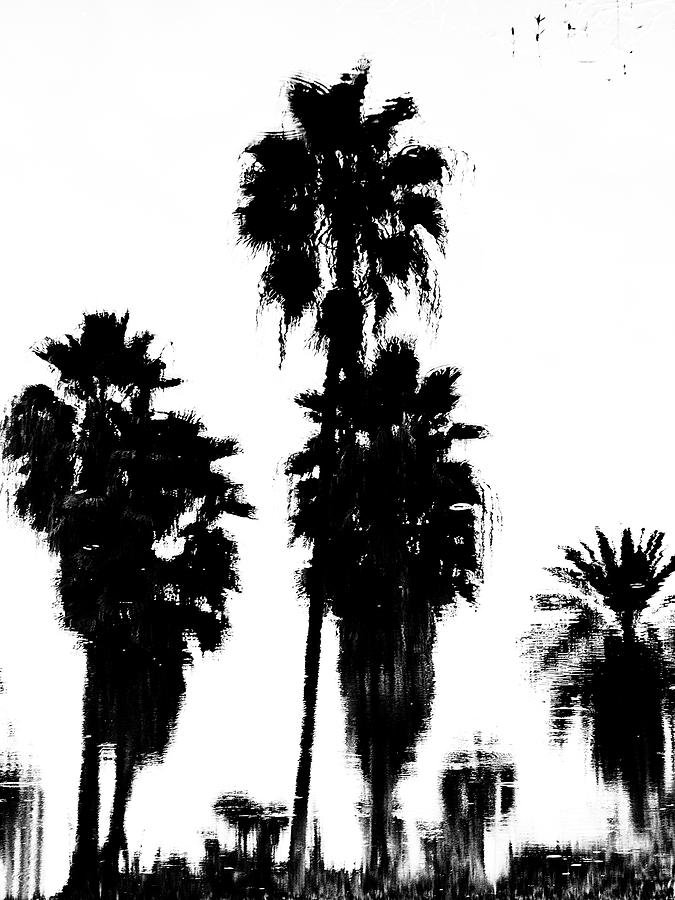 Florida Palm Trees 1 Photograph