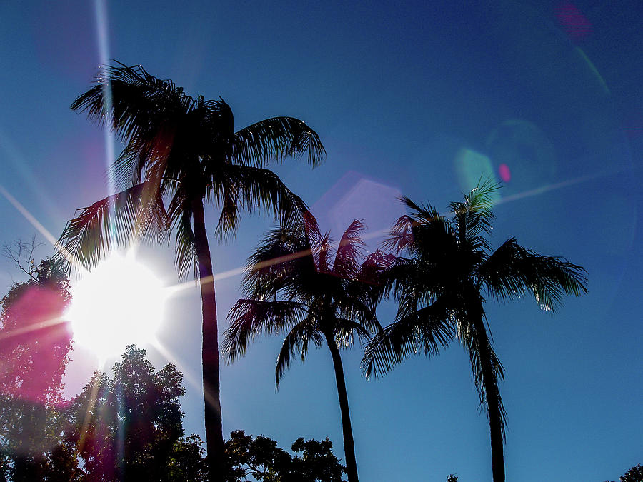 Florida Palms and Sun Photograph by Dan Podsobinski