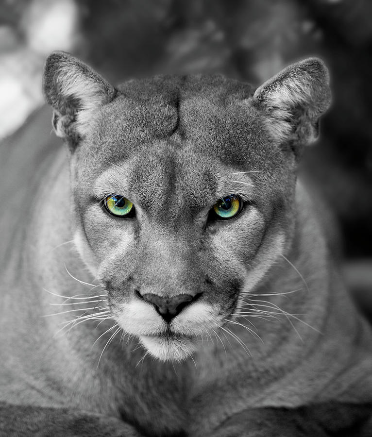 Florida Panther Black & White Eyes In Photograph by Denguy