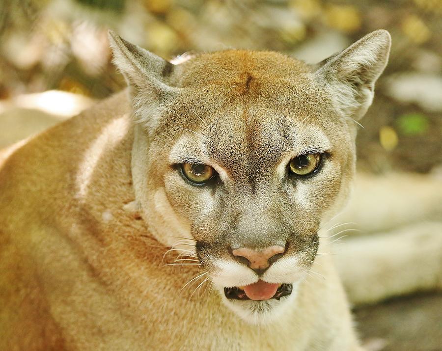 florida-panther-photograph-by-peg-elmore-pixels