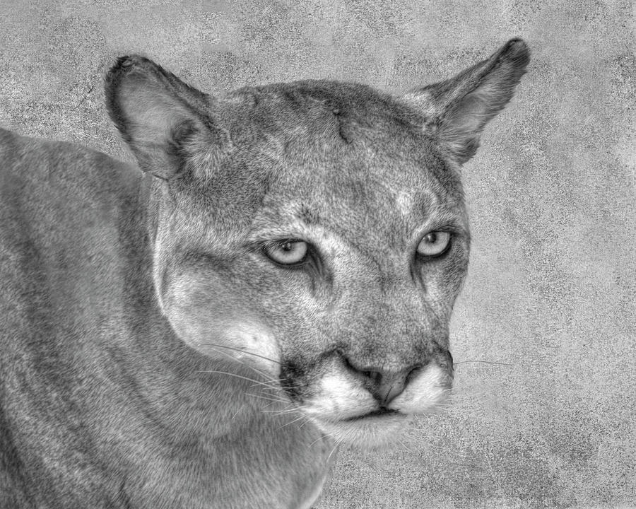 Florida Panther Portrait in Black and White Photograph by Mitch Spence