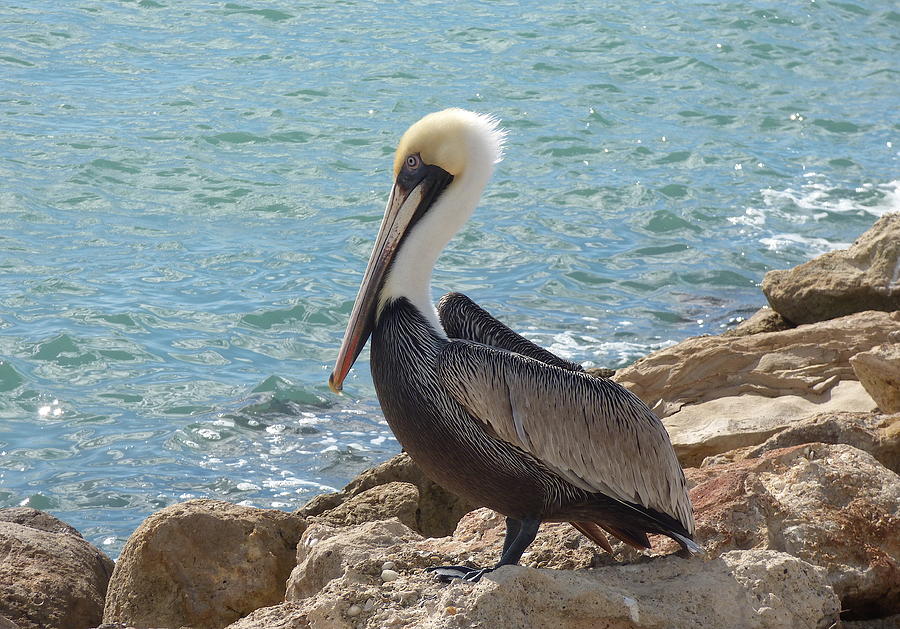 Pelican Photograph - Florida Pelican on Venice jetty by Melinda Saminski