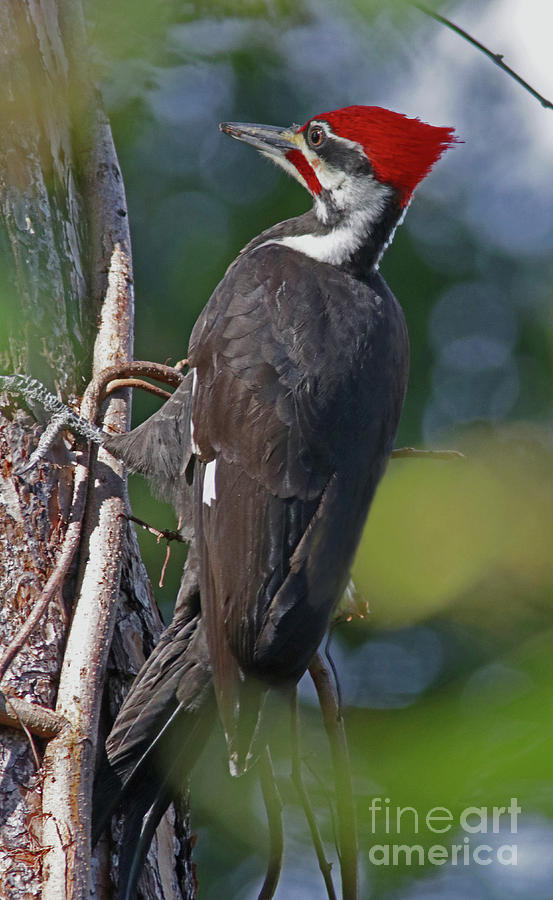 Woodpecker Photograph - Florida Pileated Woodpecker by Larry Nieland