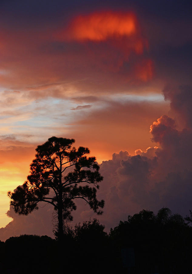 Florida Pine Photograph by Ben Prepelka