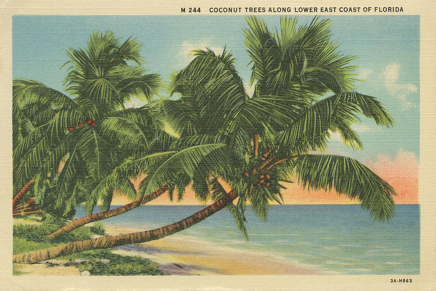 Coconut Painting - Florida Postcard IIi by Wild Apple Portfolio