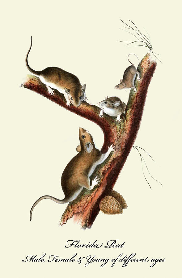 Florida Rat-Male, Female and young of different ages Painting by John Joseph Audubon