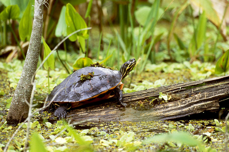 Florida Red-bellied Turtle Photograph by James Zipp