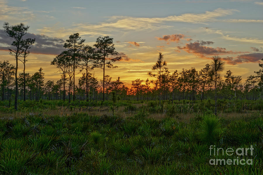 Florida Scrub Sunset Photograph by Brian Kamprath