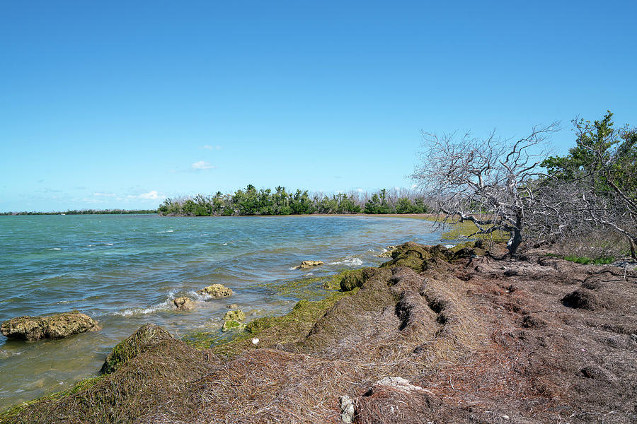 Florida Shoreline With Sea Grass Photograph