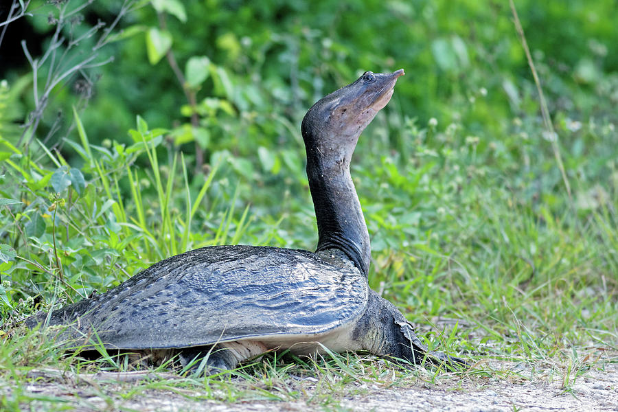 Florida Soft Shelled Turtle On Alert Photograph by Natural Focal Point Photography