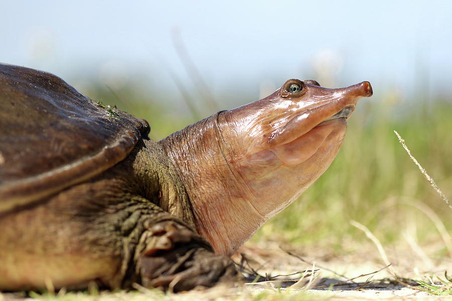 Florida Softshell Photograph by Adam Smith | Fine Art America