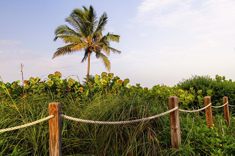 Florida, South Florida, Delray Beach, Palm Tree By The Beach Digital Art by Laura Diez