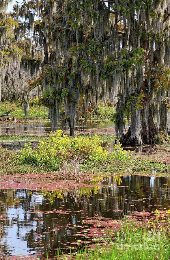 Florida Swamp with Cypress and Wildflowers Photograph by Carol Groenen