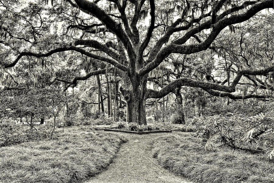 Landscape Photograph - Florida Tree by Phburchett