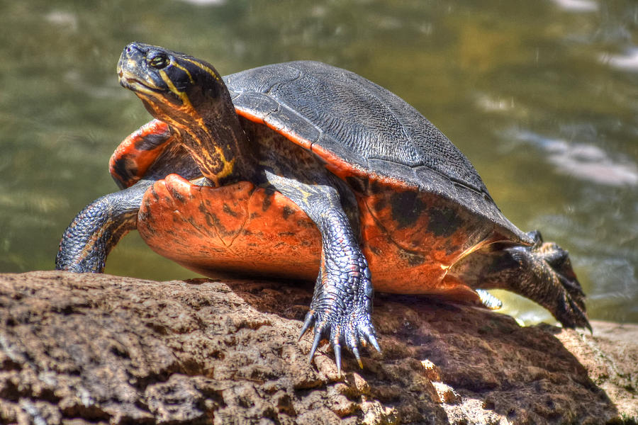 Florida Turtle on Palm Tree Photograph by JT Gerosky - Fine Art America