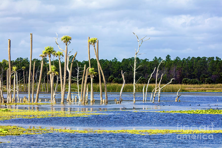 Florida Wetlands 3 Photograph by Felix Lai
