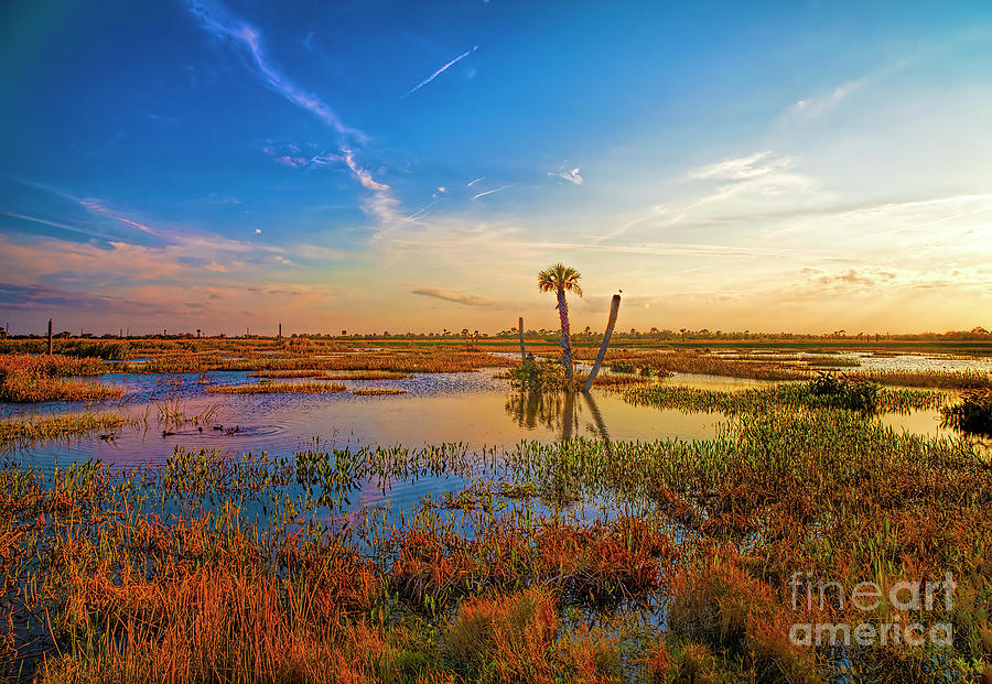 Florida Wetlands Photograph by Felix Lai