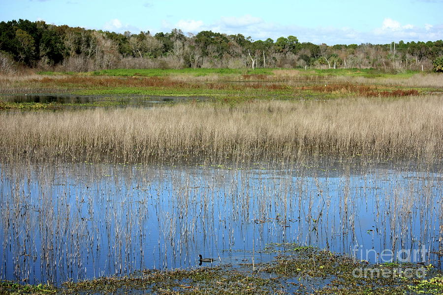 Florida Wetlands Landscape Photograph by Carol Groenen