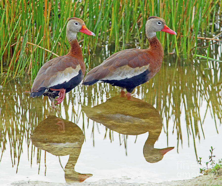 Florida Whistling Ducks Photograph by Larry Nieland