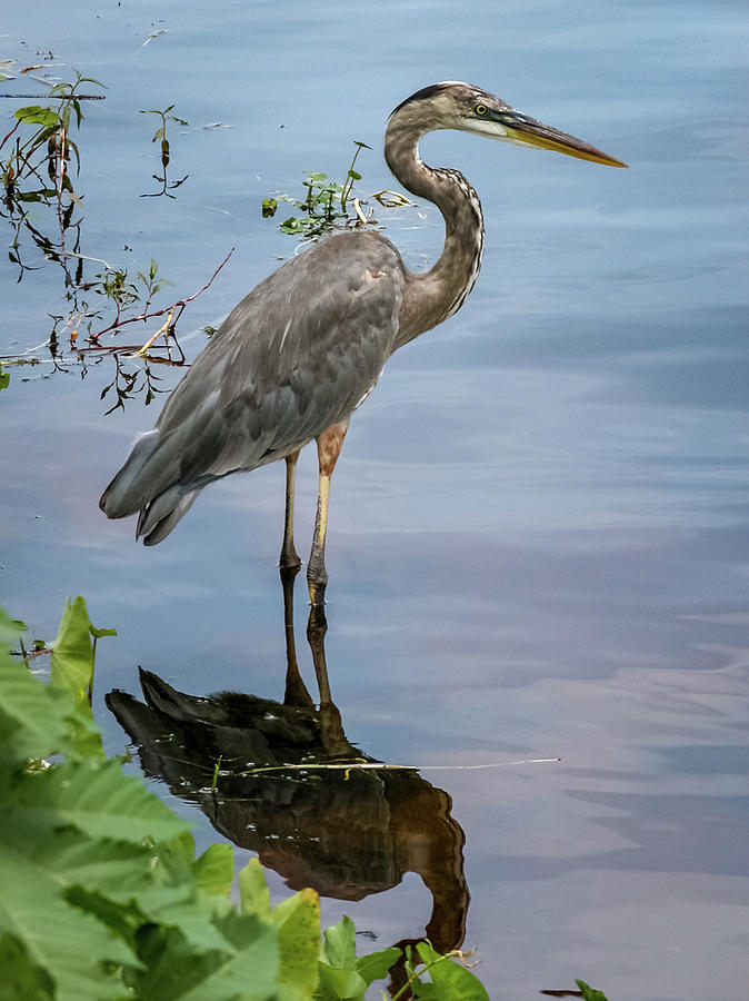 Florida Wildlife #1 Photograph by Alesia Kaye Stein - Fine Art America