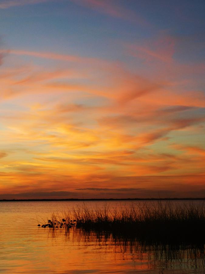 FloridaGirlSafaris Marmalade Sky Photograph by CJ Saturday ...