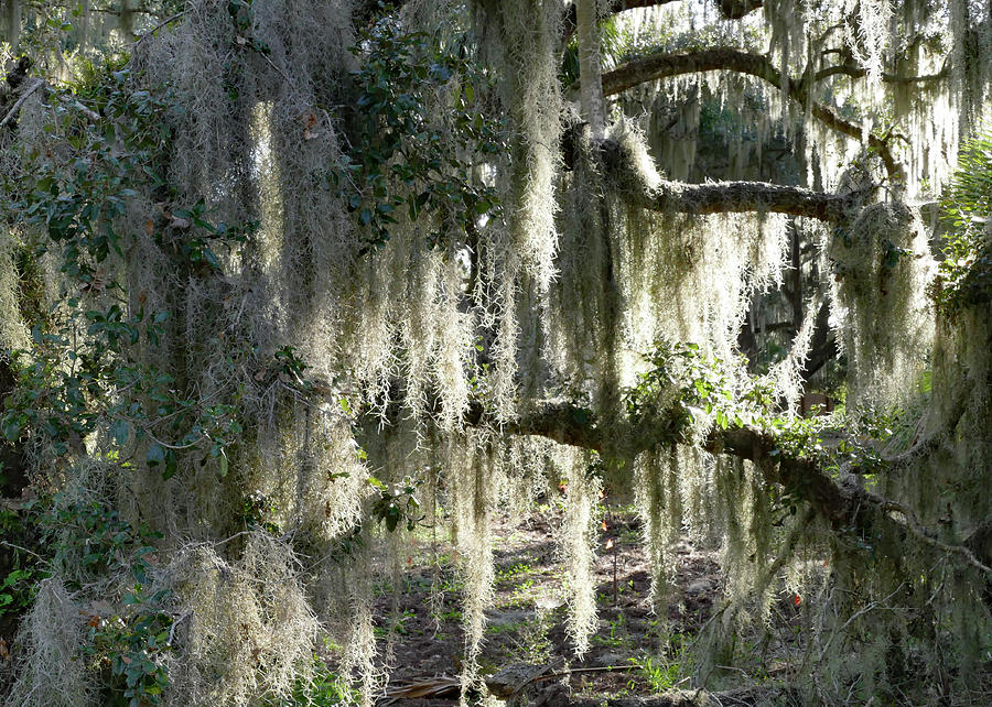 Floridas Mossy Branches Photograph by Margaret Zabor