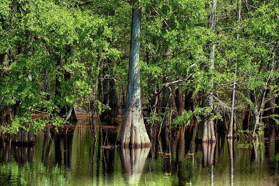 Floridas  Wetlands Photograph