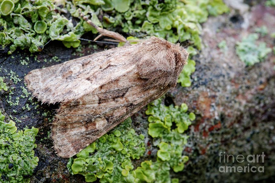 Flounced Rustic Moth Photograph by Heath Mcdonald/science Photo Library