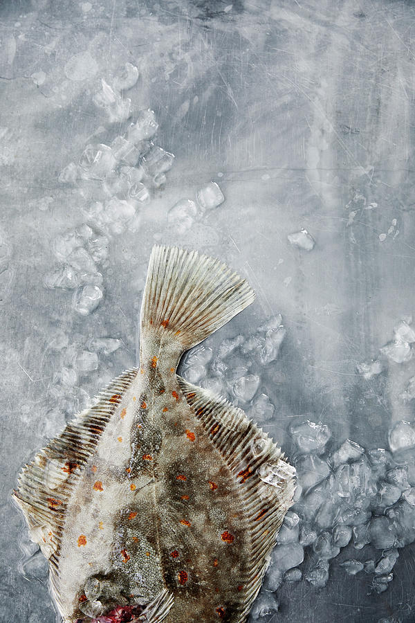 Flounder On Ice Cubes Photograph by Aina C. Hole