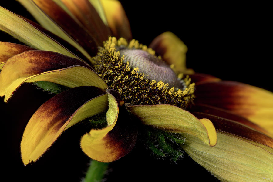 Flowers Still Life Photograph - Flower-2018.03 by Gordon Semmens