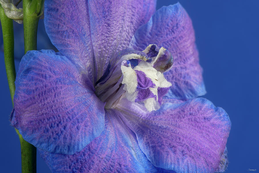 Flowers Still Life Photograph - Flower-2018.07 by Gordon Semmens