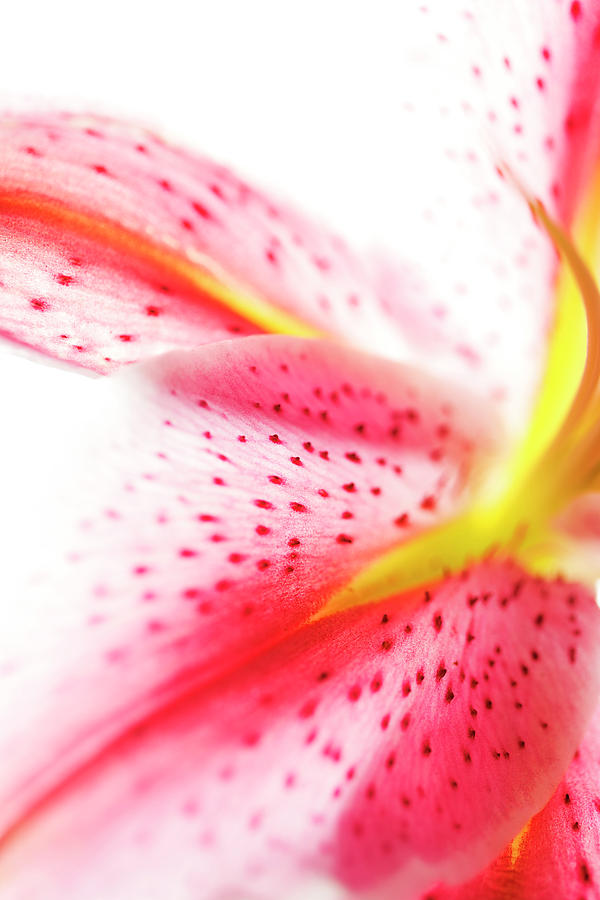 Flower Photograph - Flower Abstract #3, 2013 by Chris Hunt Flower Photograph - Flower Abstract #3, 2013 by Chris Hunt