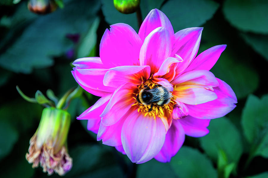 Flower and Bee at Lake Zurich 2 by Pablo Lopez Flower and Bee at Lake Zurich 2 by Pablo Lopez