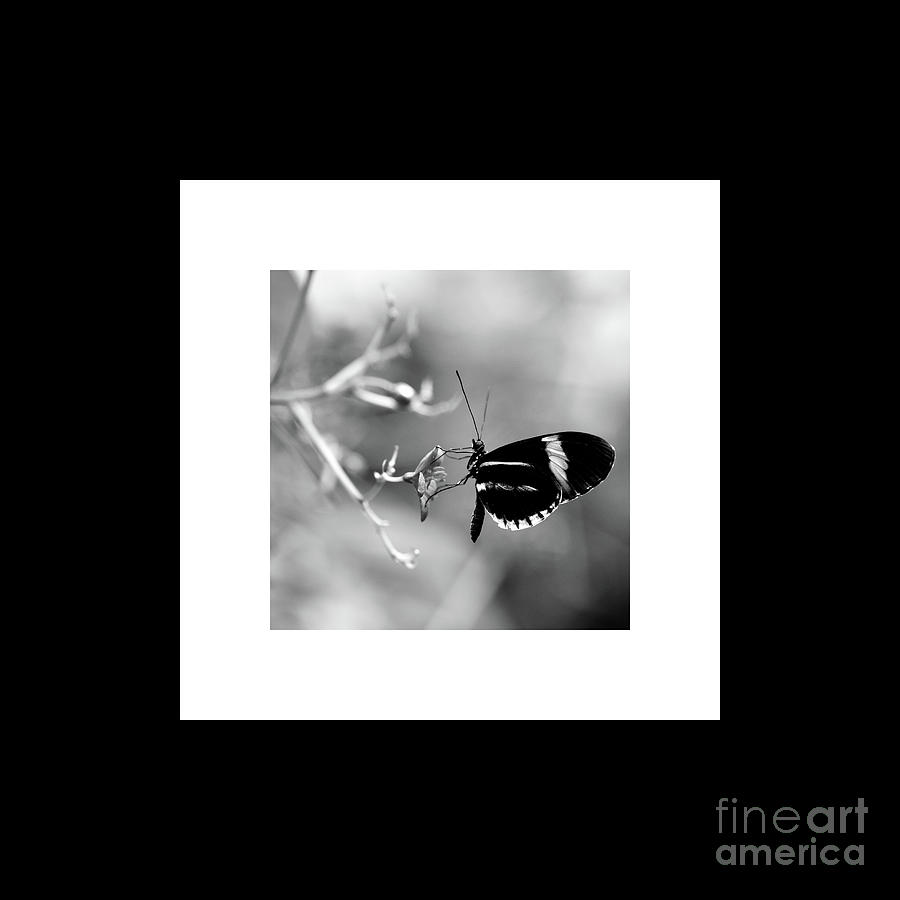 Flower And Butterfly Enjoying Each Other S Company In Black And