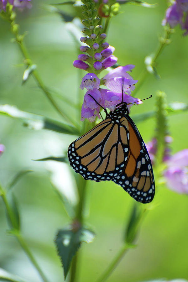 Flower And Butterfly Photograph
