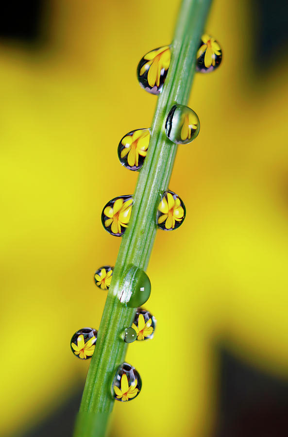 Flower And Dewdrops Photograph by Hiroya Minakuchi